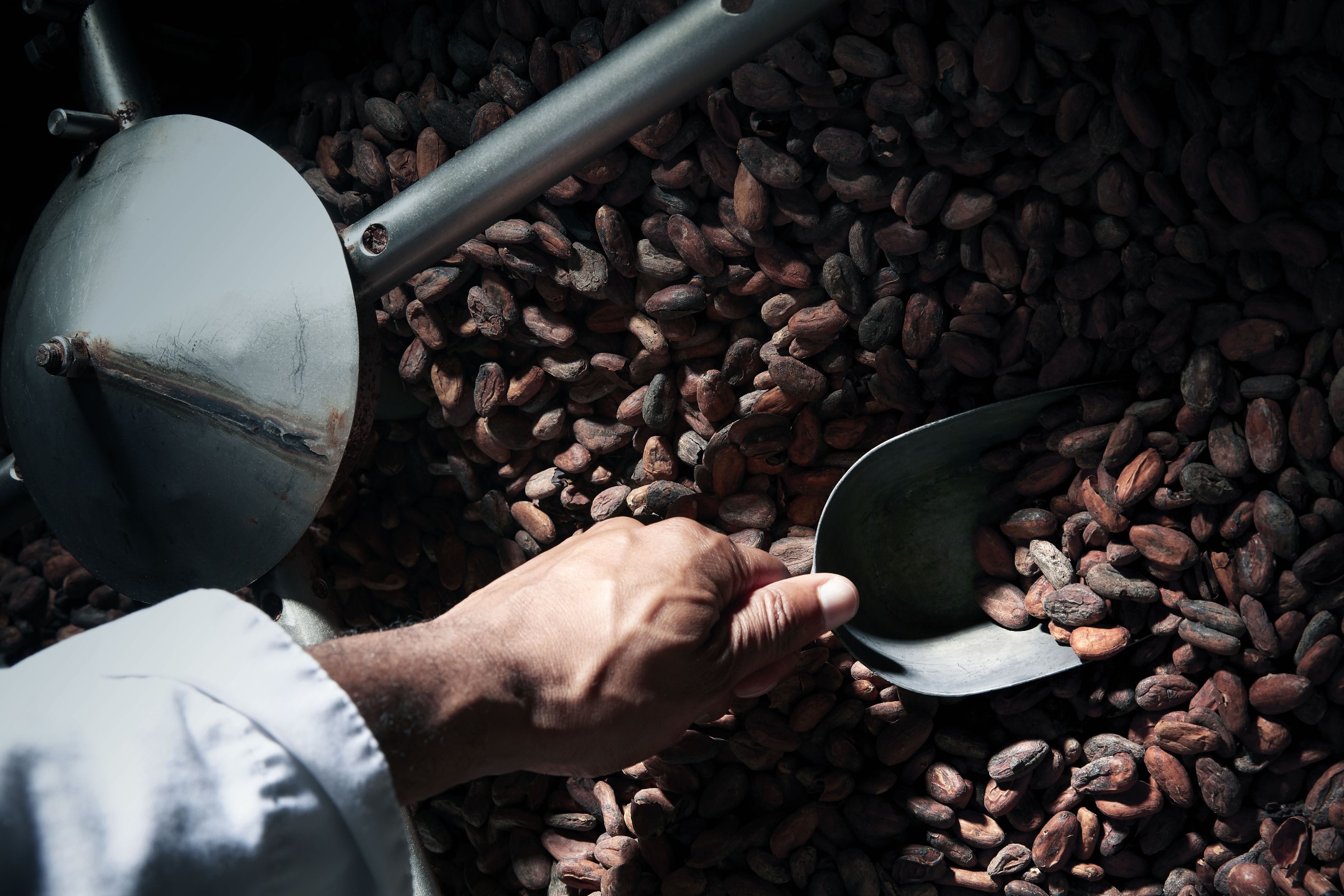 Main tenant une pelle en métal, ramassant des fèves de cacao dans un tas de fèves non torréfiées, près d'un équipement industriel, illustrant le processus artisanal de transformation du chocolat.
