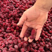 Eine Hand, die sanft mehrere dunkelrote Beeren über einem großen Haufen ähnlicher Früchte hält, zeigt die Textur und Frische der geernteten Beeren.