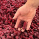 Eine Hand, die sanft mehrere dunkelrote Beeren über einem großen Haufen ähnlicher Früchte hält, zeigt die Textur und Frische der geernteten Beeren.