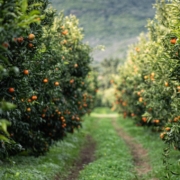 Soweit das Auge reicht, erstreckt sich ein üppiger Obstgarten mit Reihen von Obstbäumen, die mit leuchtend orangefarbenen Mandarinen beladen sind.