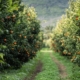 Soweit das Auge reicht, erstreckt sich ein üppiger Obstgarten mit Reihen von Obstbäumen, die mit leuchtend orangefarbenen Mandarinen beladen sind.